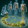 Cuánto tarda el cuerpo en eliminar Tribulus Terrestris
